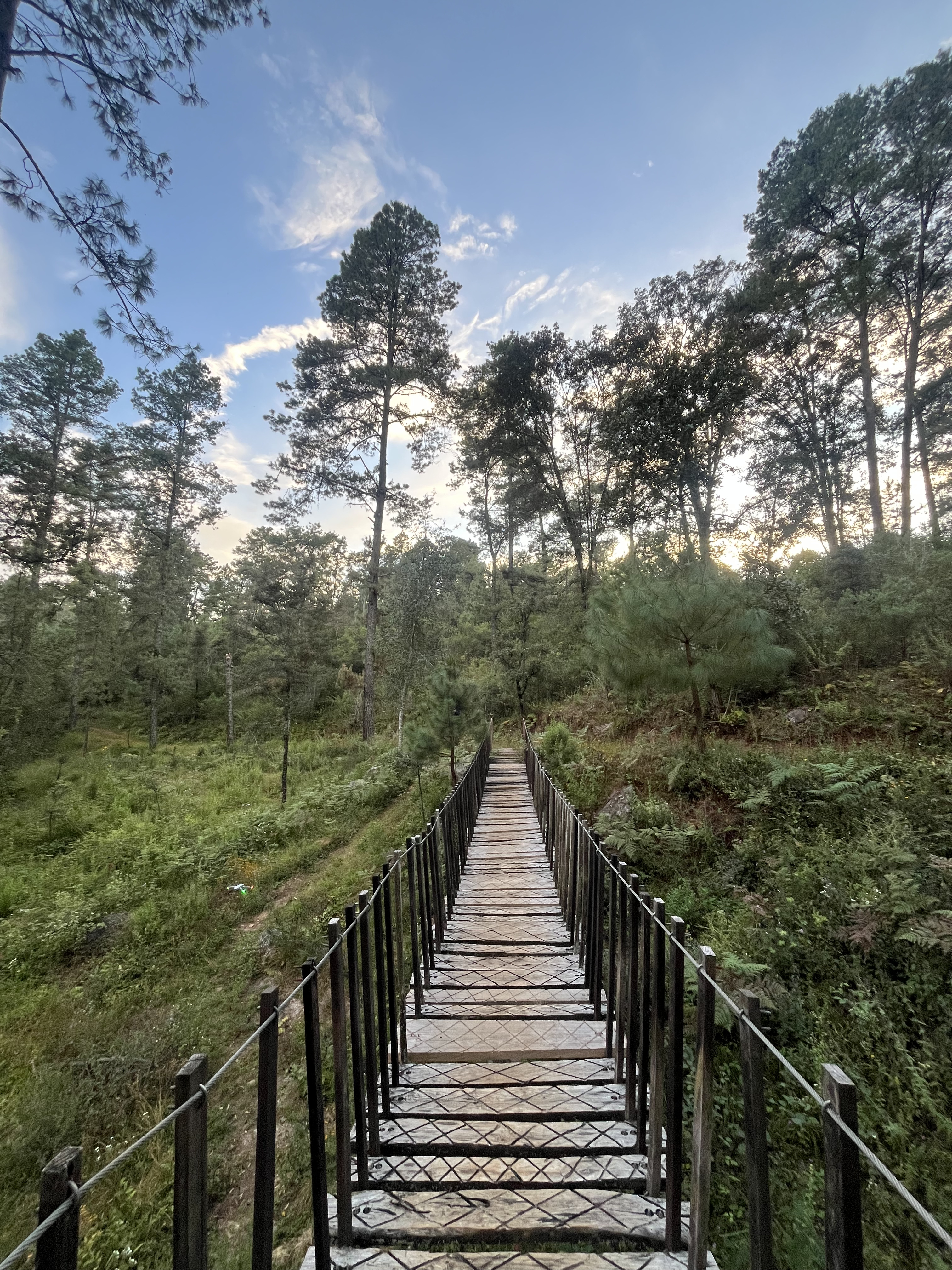Puente colgante en el bosque